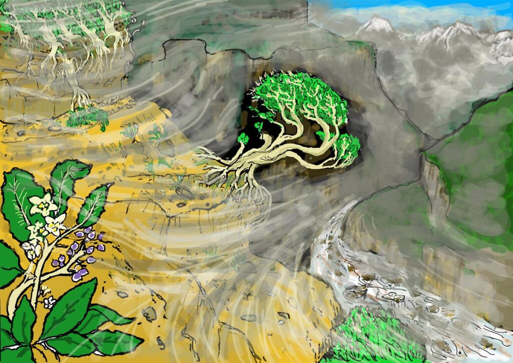 The Mahoe tree is an unsung hero in the great story of life. Sometimes landslides destroy the soils and forests on steep mountain sides in Aotearoa. Often it is only the Mahoe tree that dares cling to the bare rocks and, though beaten and battered by constant gales and storms, it quietly rebuilds the soils so giant trees and delicate ferns can flourish again.